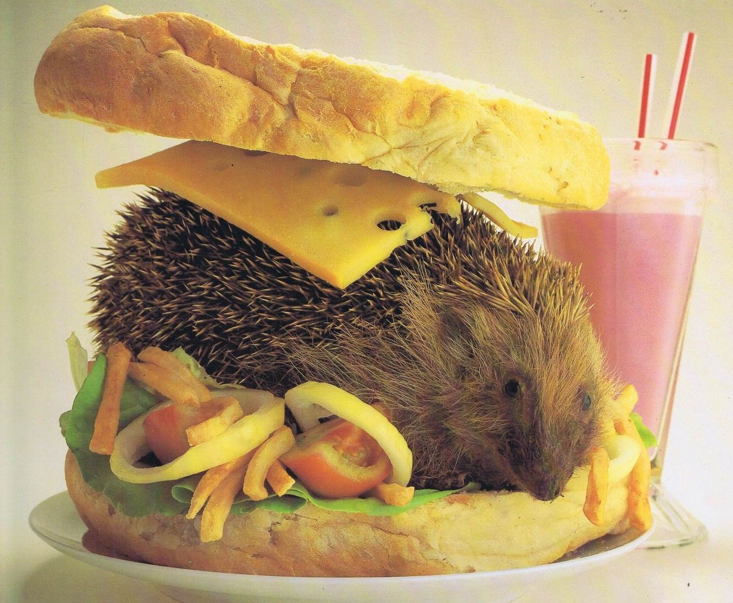 Hedgehog-Sandwich.jpg